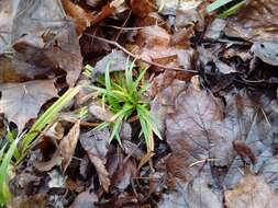 صورة Carex sylvatica subsp. sylvatica