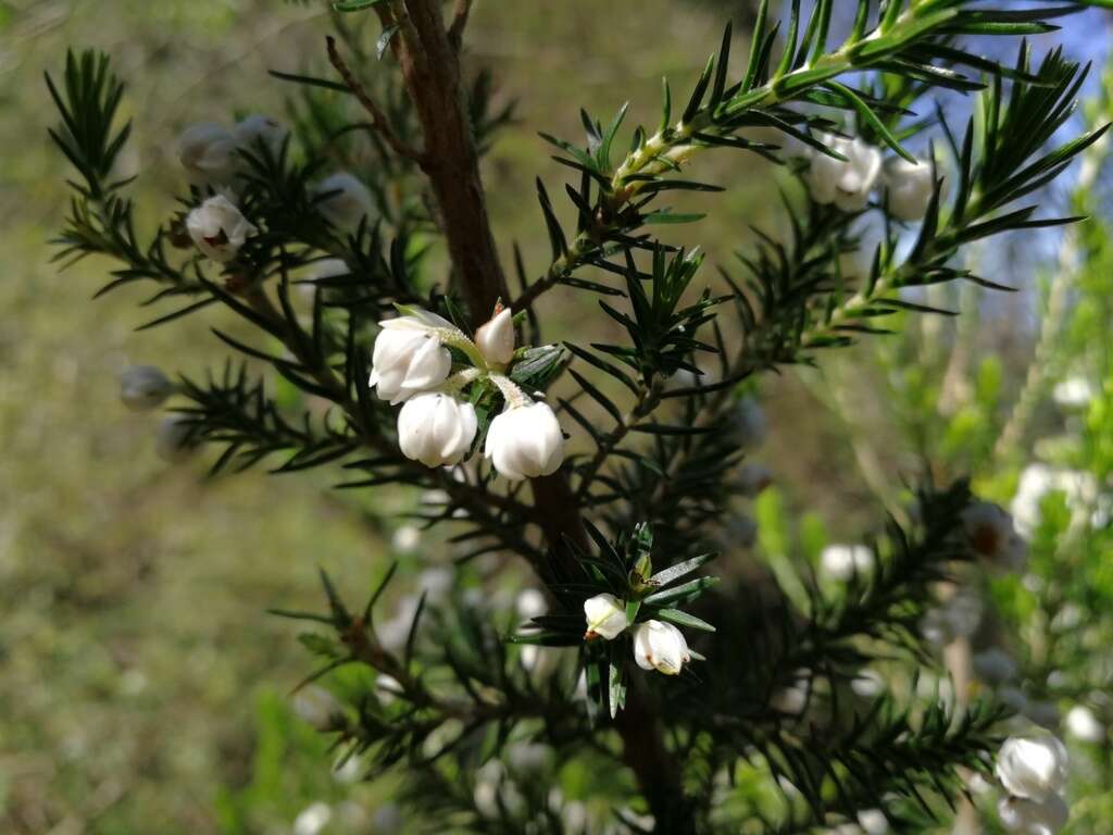 Image of Erica triflora L.