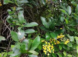 Image of Berberis hallii Hieron.