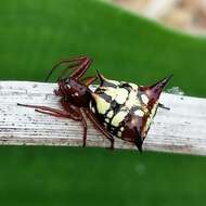 Image of Micrathena schenkeli Mello-Leitão 1939