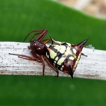 Image of Micrathena schenkeli Mello-Leitão 1939