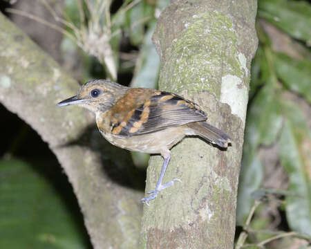 Image of Spotted Antbird