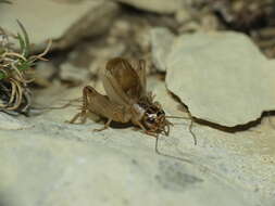 صورة Eugryllodes pipiens (Dufour 1820)