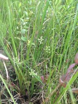 Image of Green Woodland Orchid