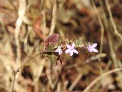 Image de Pseuderanthemum praecox (Benth.) Leonard