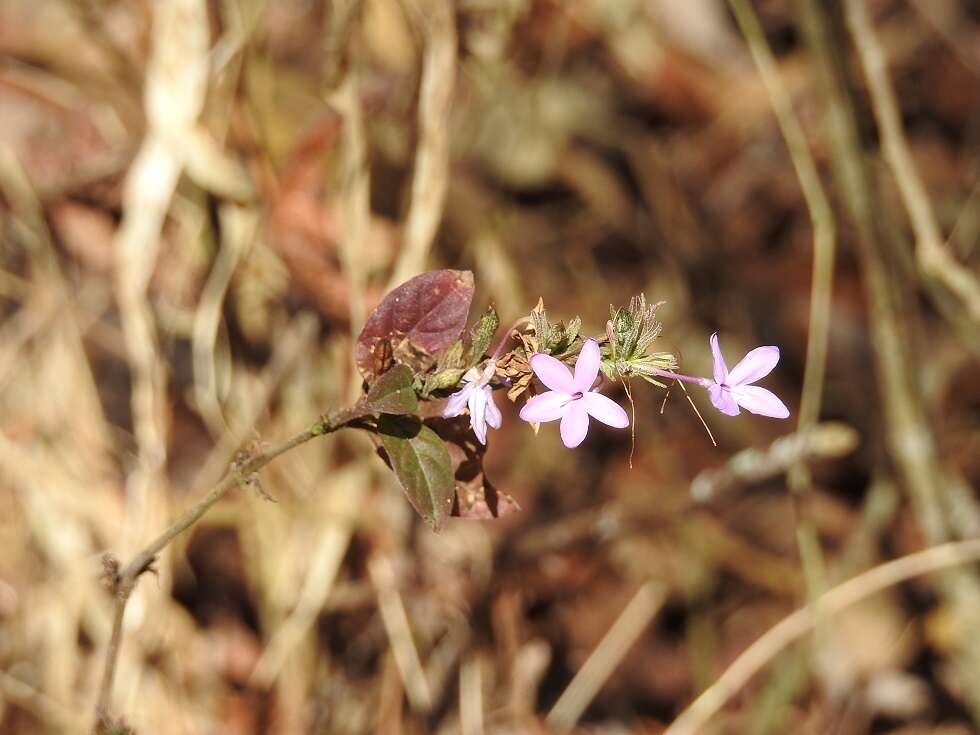 Image de Pseuderanthemum praecox (Benth.) Leonard