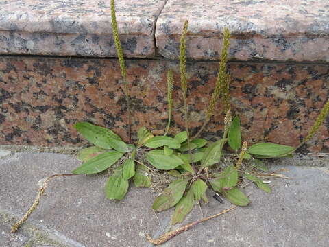 Image of Plantago depressa Willd.