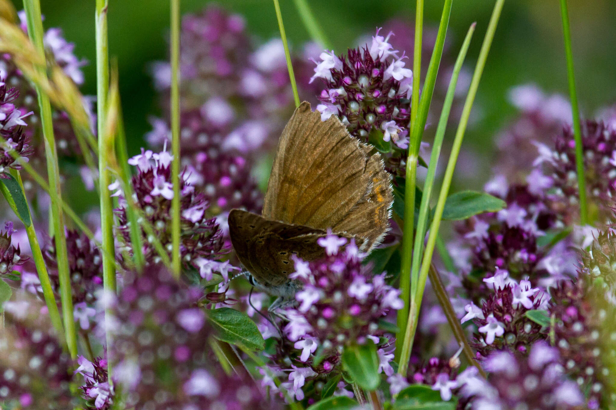 Image of <i>Lycaena hippothoe eurydame</i>