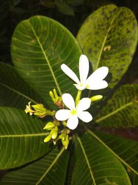 Image of Himatanthus obovatus (Müll. Arg.) R. E. Woodson