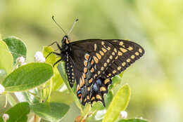 Image of Short-tailed Swallowtail