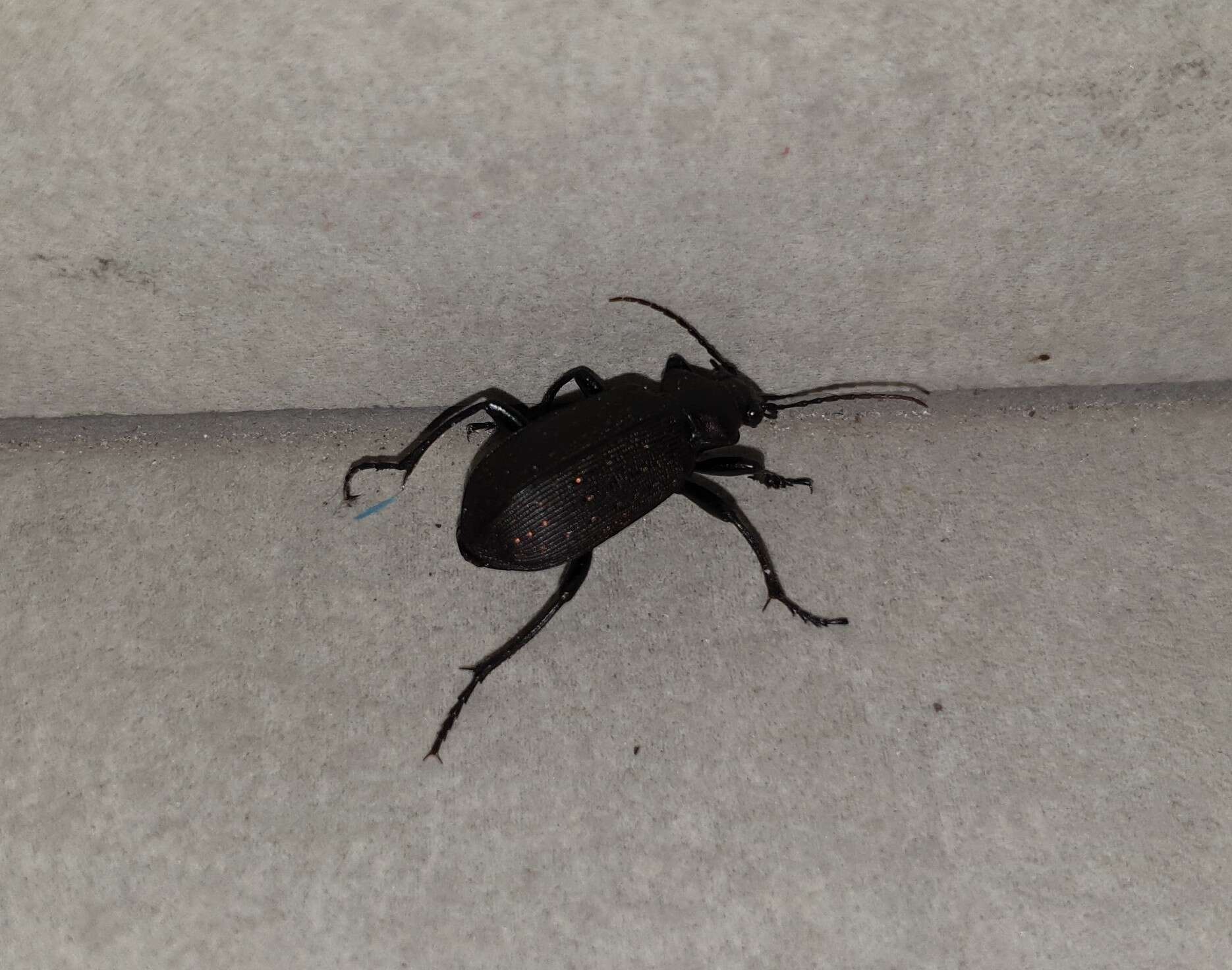 Imagem de Calosoma (Campalita) chlorostictum Dejean 1831