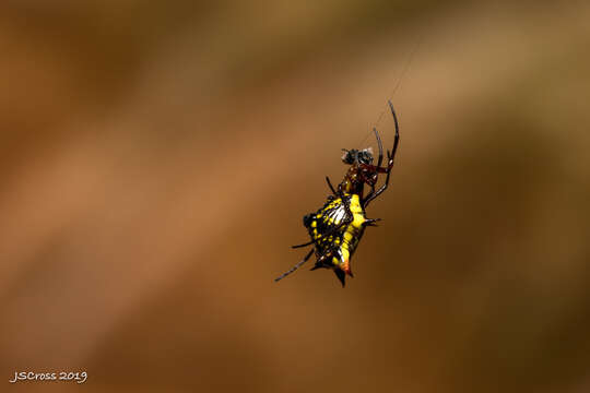 Image of Micrathena atuncela Levi 1985