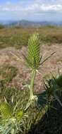 Eryngium duriaei Gay ex Boiss. resmi