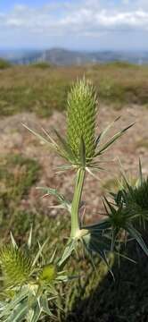 Image of Eryngium duriaei Gay ex Boiss.