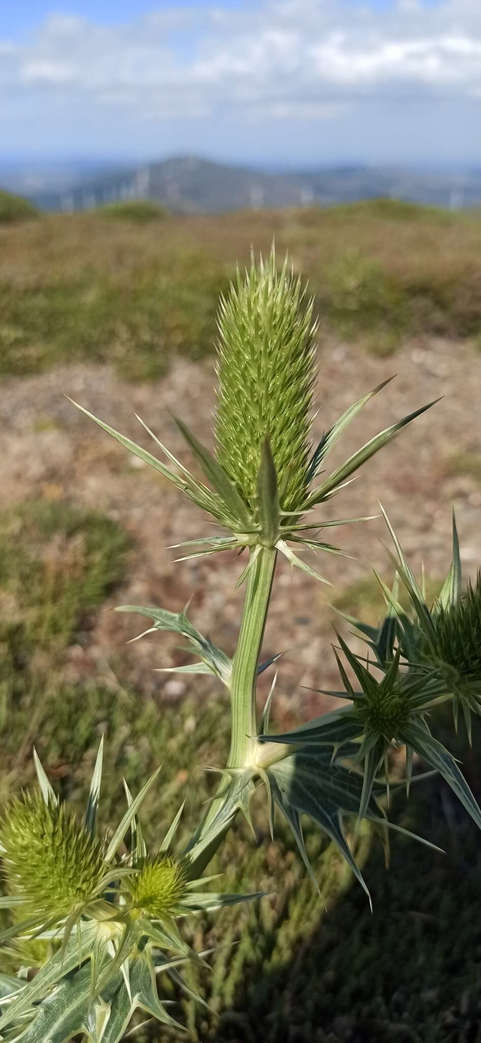 Eryngium duriaei Gay ex Boiss. resmi