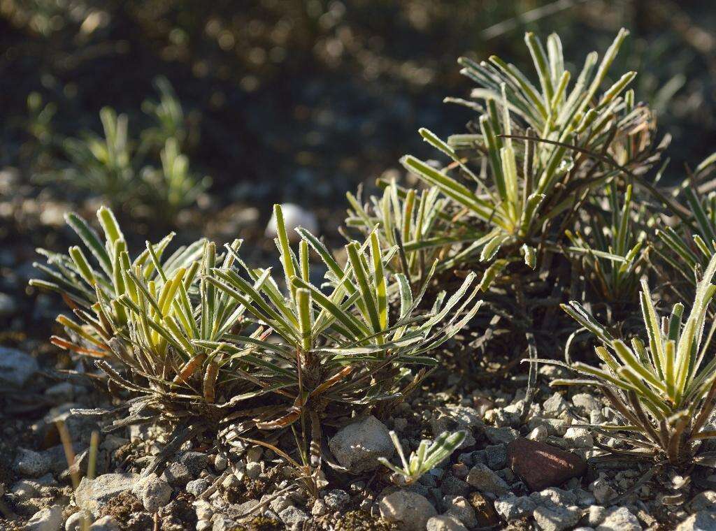 Plancia ëd Ficinia truncata (Thunb.) Schrad.