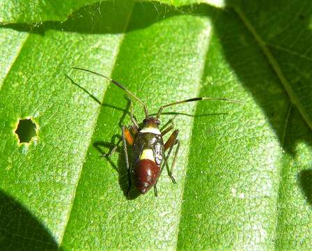 Imagem de Closterotomus biclavatus (Herrich-Schaeffer 1835)