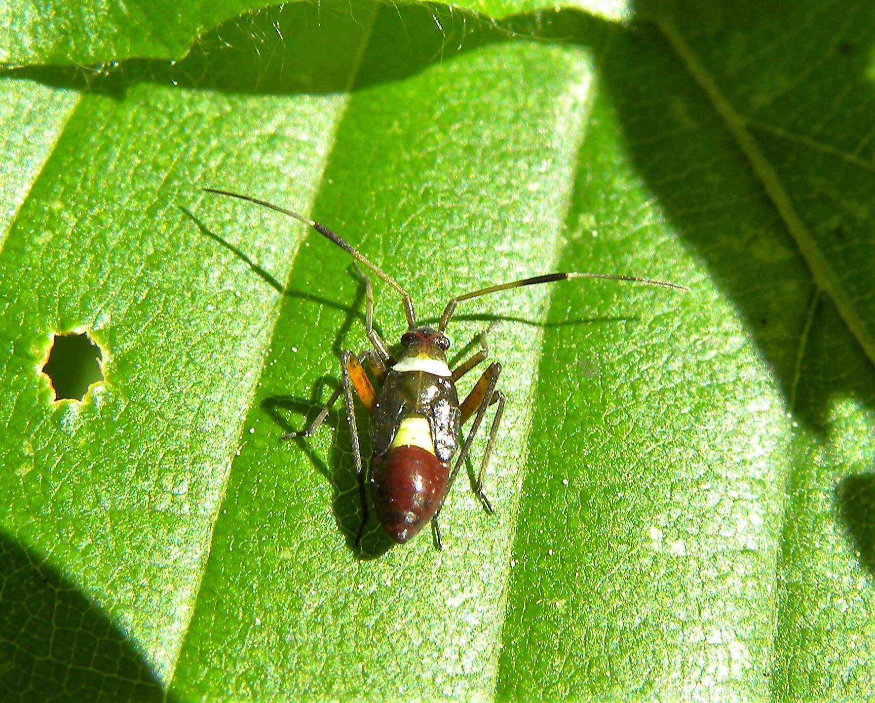 Image of Closterotomus biclavatus (Herrich-Schaeffer 1835)