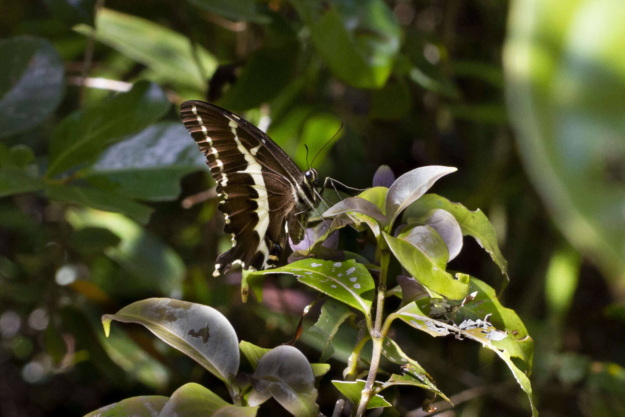 Image of Papilio delalandei Godart (1824)