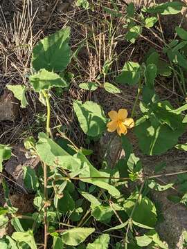 Image of Wright's Indian mallow