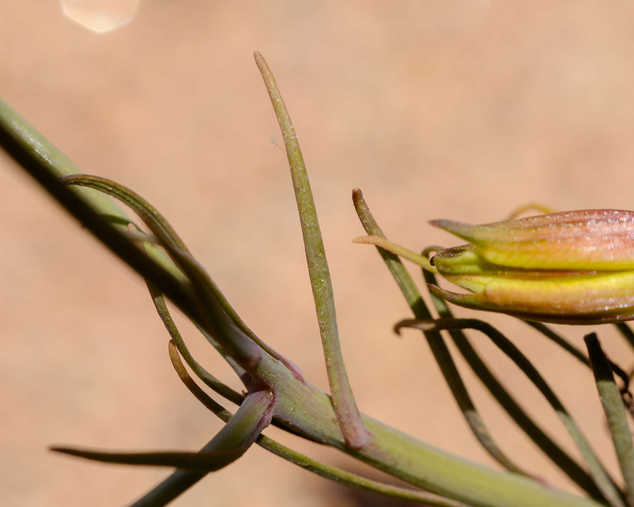 Image of Alstroemeria kingii Phil.