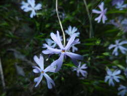 Image of cleft phlox
