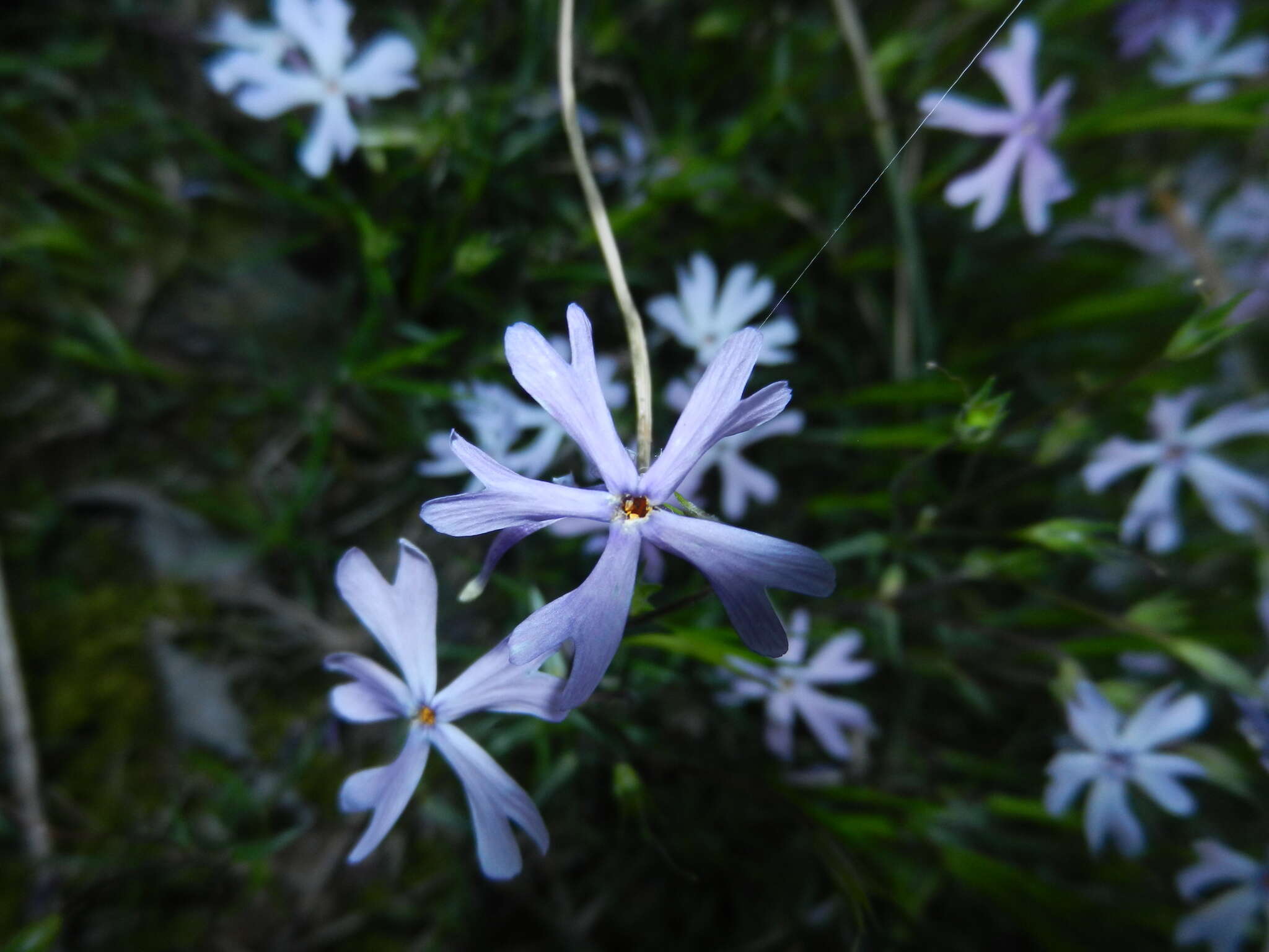 Imagem de Phlox bifida subsp. stellaria (A. Gray) Wherry