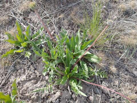 Image of serrate balsamroot