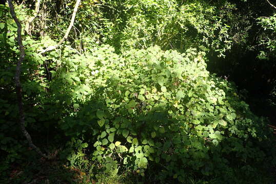 صورة Plectranthus fruticosus L'Hér.