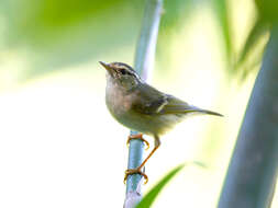 Image of Chinese Leaf Warbler