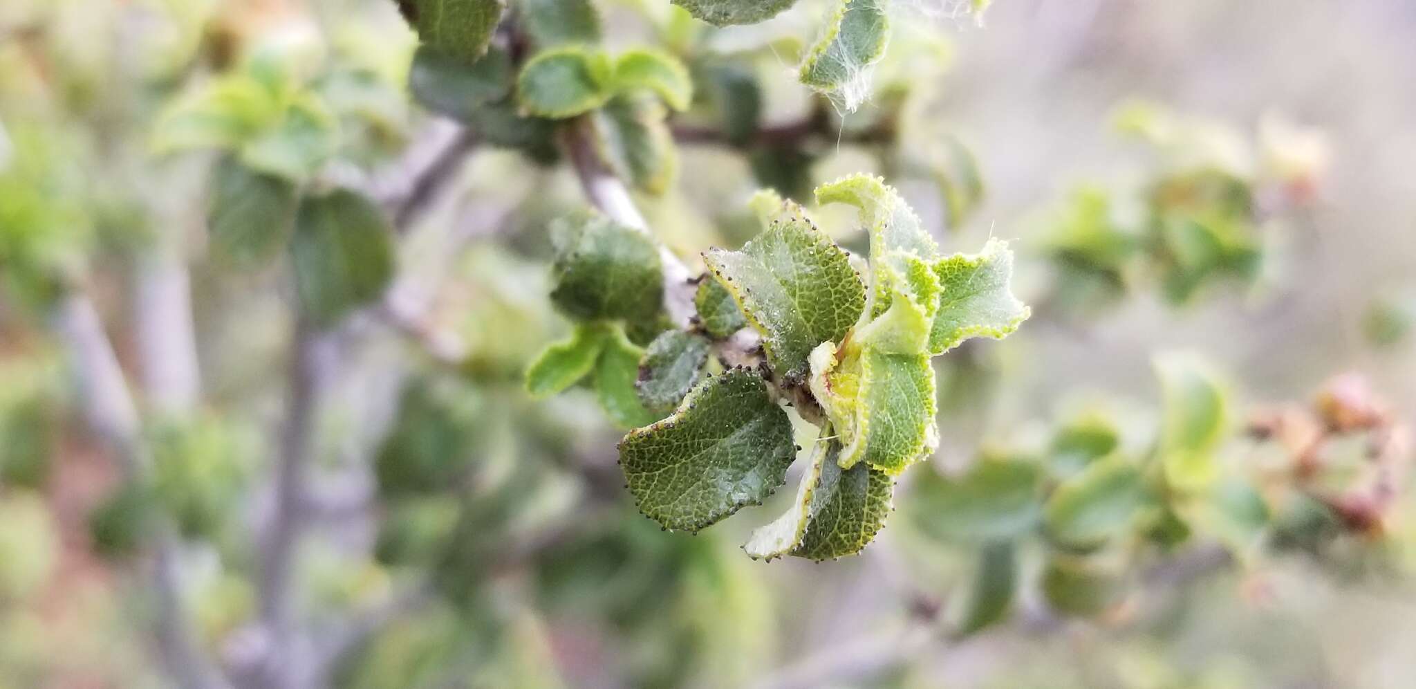 Image of Ceanothus foliosus var. viejasensis D. O. Burge & Rebman