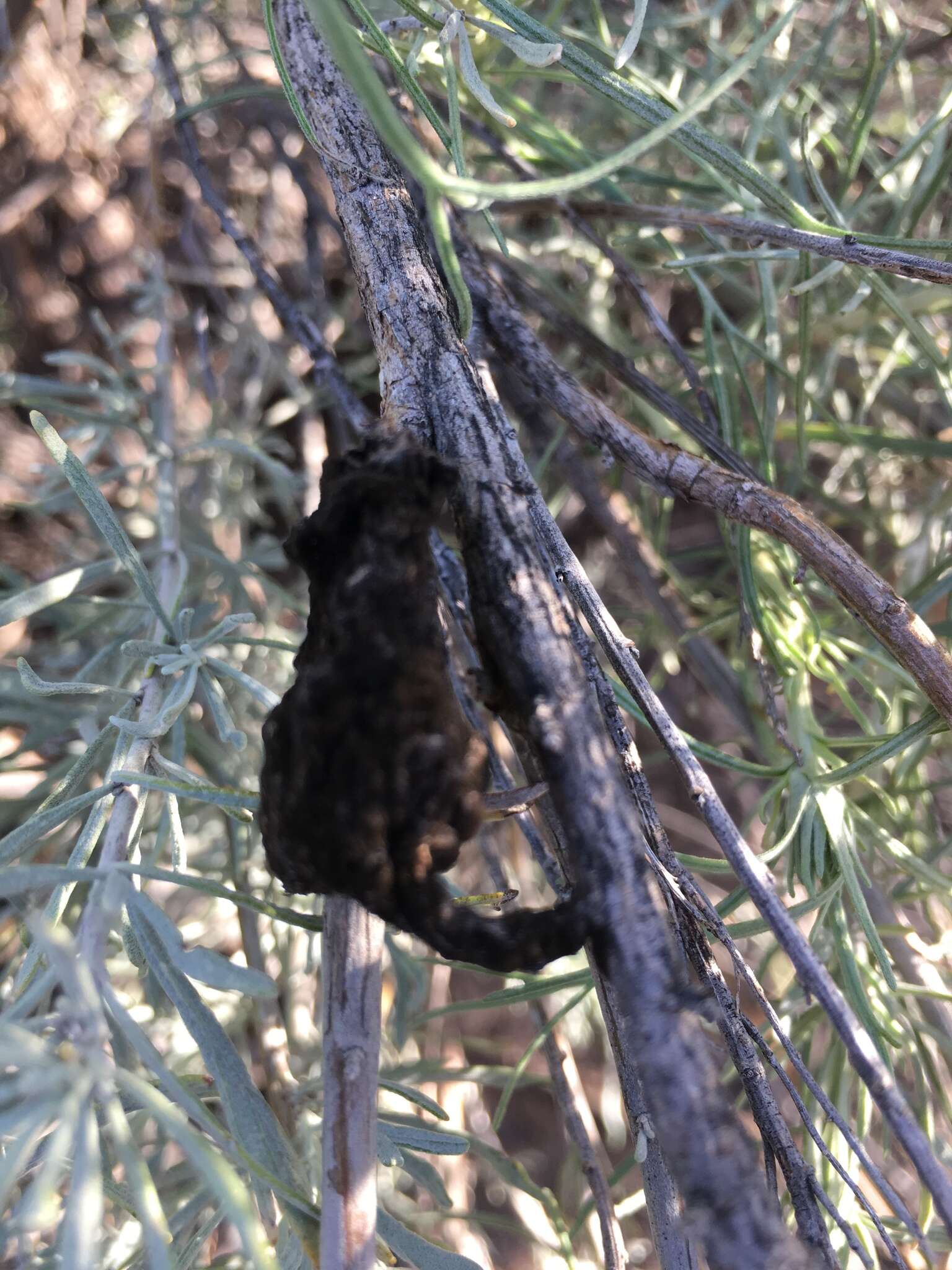 Image of Rhopalomyia calvipomum Gagne 1983