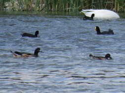 Image of Chiloe Wigeon