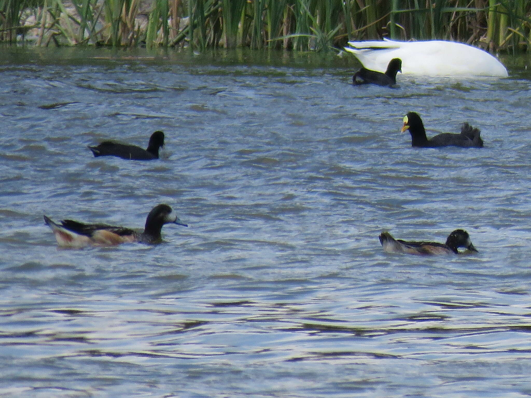 Image of Chiloe Wigeon