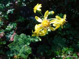 Image of Roldana platanifolia (Benth.) H. Rob. & Brettell