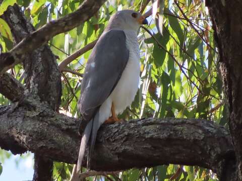 Image of Grey Goshawk