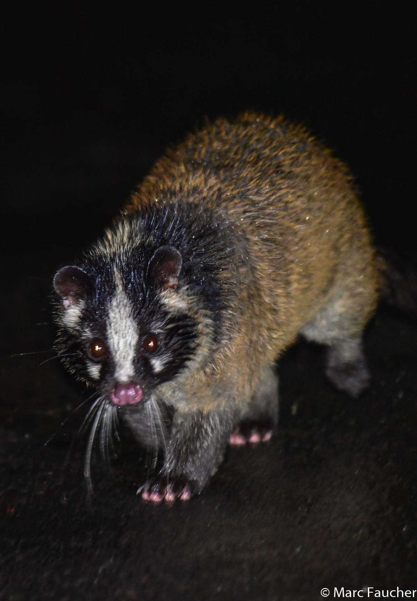 Image of masked palm civet