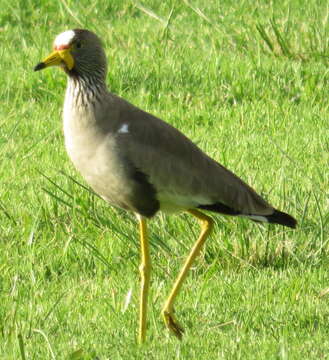 Image of Vanellus senegallus lateralis Smith & A 1839