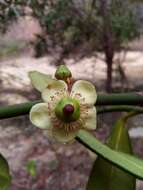 Imagem de Garcinia pervillei (Planch. & Triana) Vesque