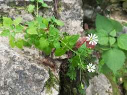 Imagem de Stellaria cuspidata Willd. ex Schltdl.