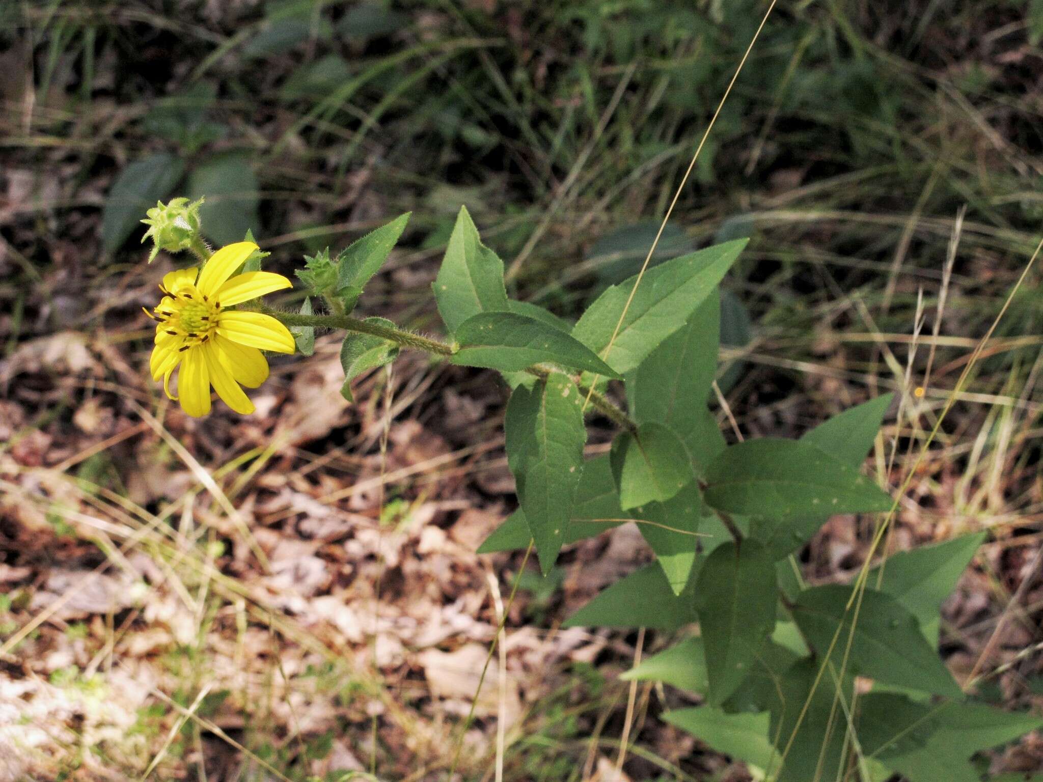 Image of starry rosinweed