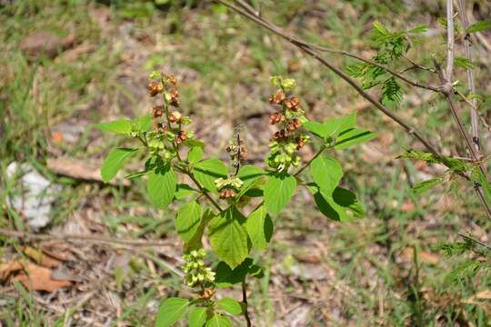 Слика од Ocimum campechianum Mill.