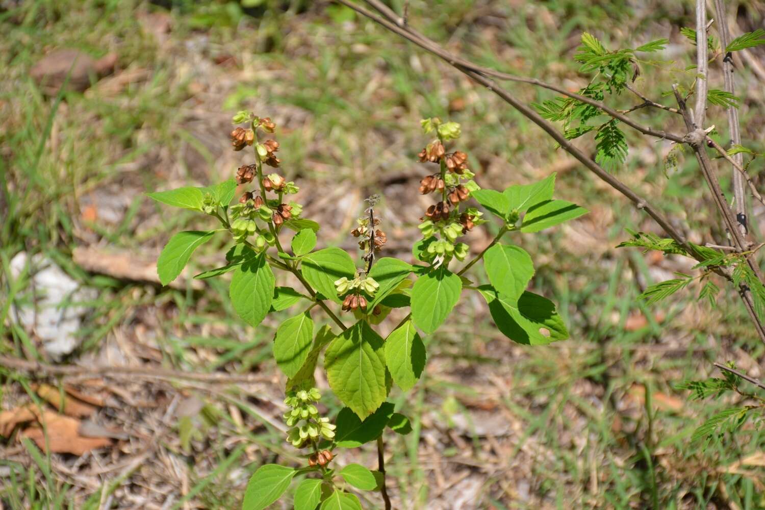 Слика од Ocimum campechianum Mill.