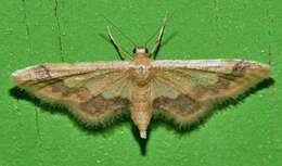 Image of Idaea trypheropa Meyrick 1889