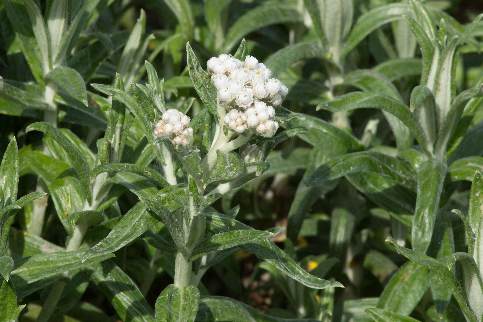 Слика од Anaphalis margaritacea (L.) Benth.