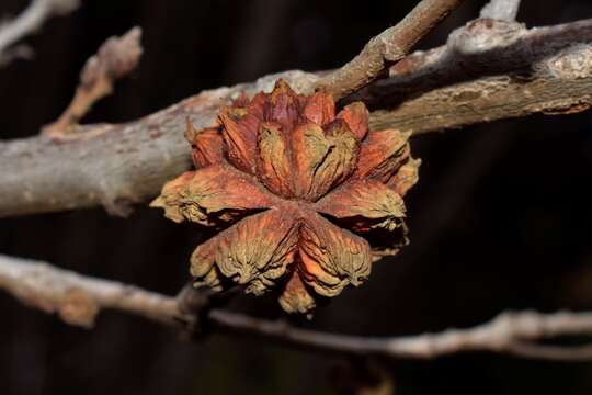 <i>Andricus curtisii</i>的圖片