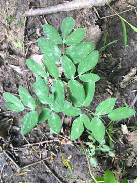 Image de Taenidia integerrima (L.) Drude