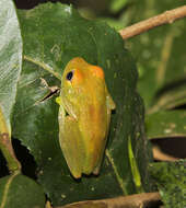 Image of Green Bright-eyed Frog