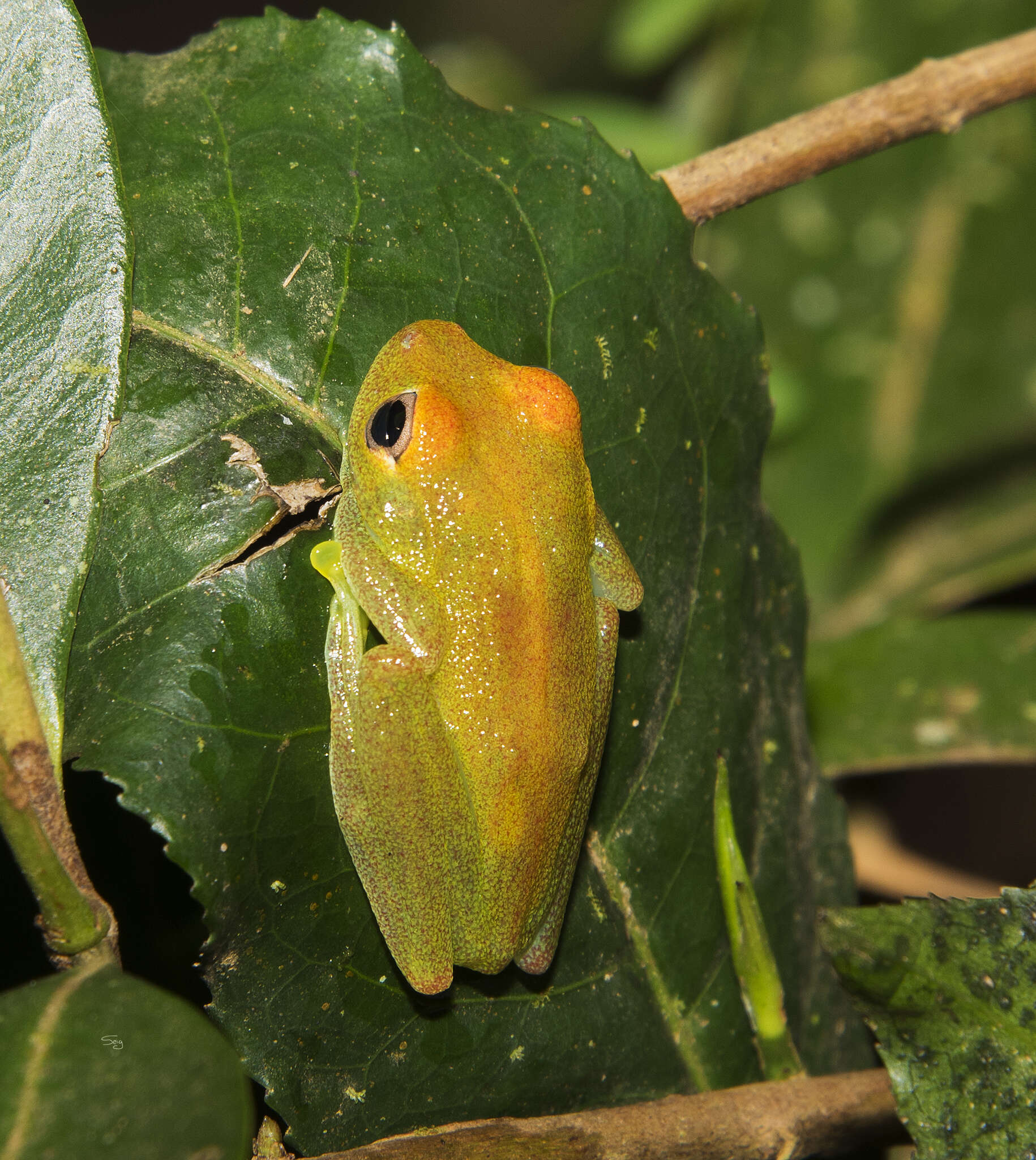 Image of Green Bright-eyed Frog