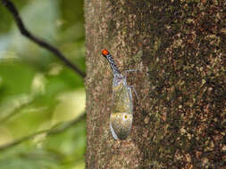 Pyrops pyrorhynchus (Donovan 1800) resmi